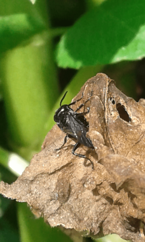 Pompilidae. No, Crabronidae, femmina di Astata sp.